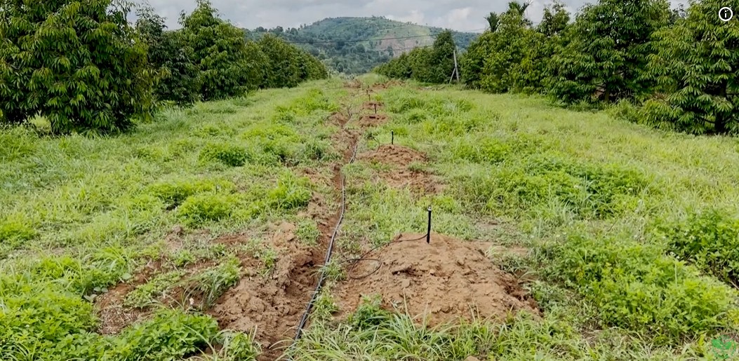 bec tuoi phu hop cho vuon sau rieng